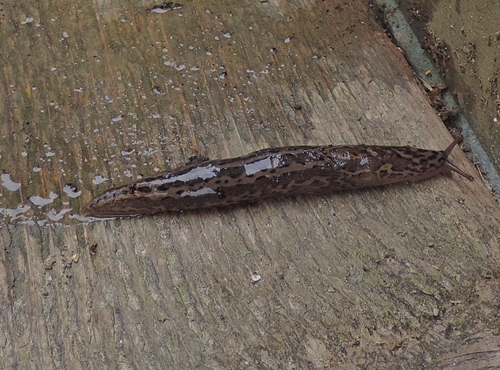 Limax maximus-gruppo nel compostatore da Falconara Mma. (AN)